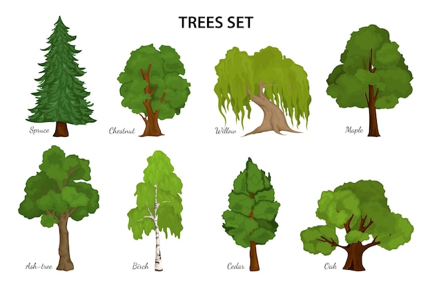 Bezpłatny wektor kompozycja diagramu gatunków drzew
