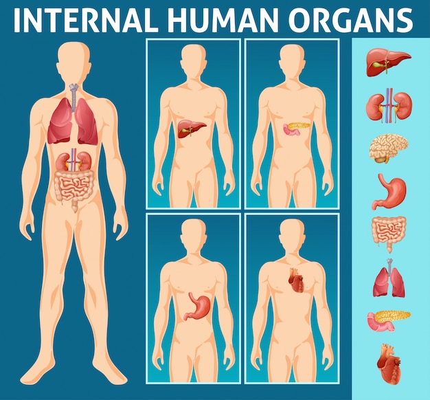 Bezpłatny wektor koncepcja części wewnętrznych ludzkiego ciała kreskówka