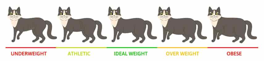 Bezpłatny wektor koncepcja etapów wagi kota z symbolami niedowagi płaskiej ilustracji wektorowych
