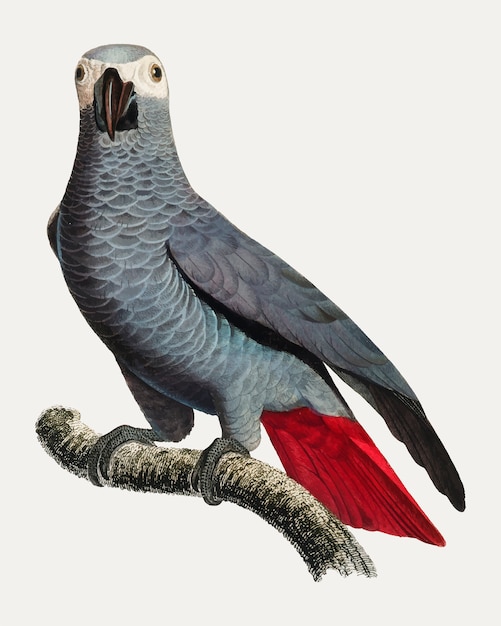 Kongo szara papuga