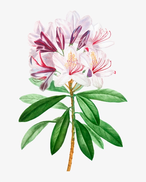 Bezpłatny wektor kwiat różowy rododendron