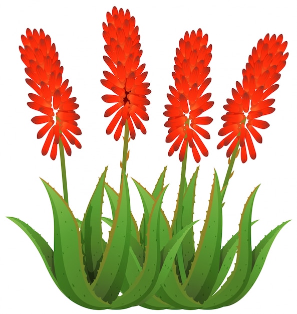 Bezpłatny wektor kwiaty aloesu w kolorze czerwonym