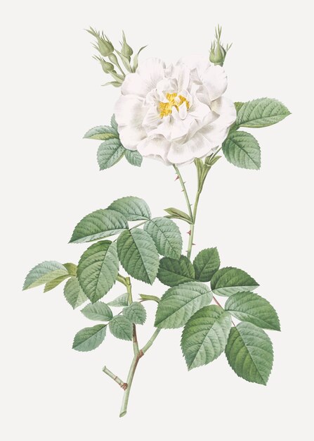 Kwitnąca biała róża