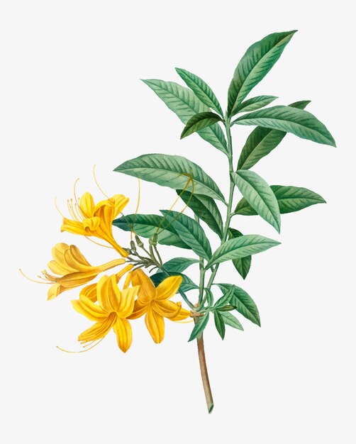 Kwitnąca żółta azalia