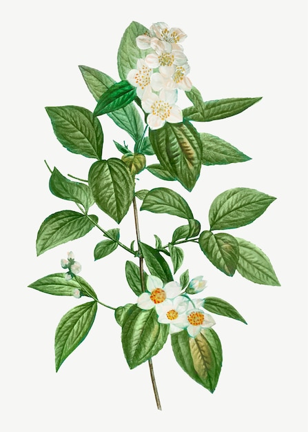 Bezpłatny wektor kwitnący philadelphus coronarius