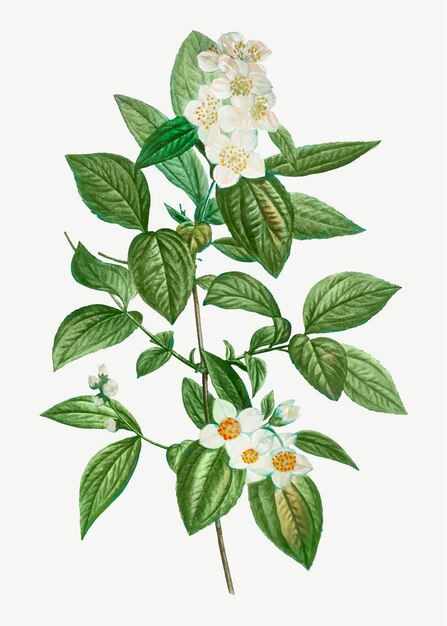 Kwitnący Philadelphus Coronarius