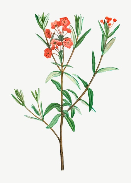 Kwitnie Bog Laurel