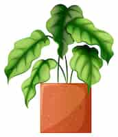 Bezpłatny wektor liściasta zielona roślina ozdobna