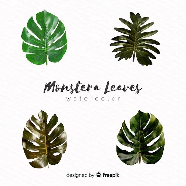 Liście Akwarela Monstera