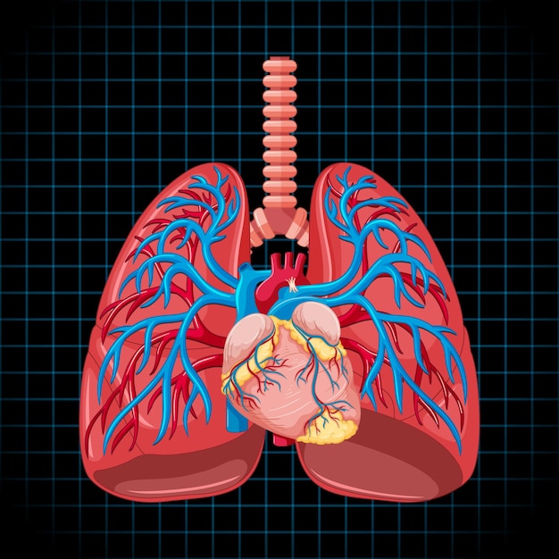 Bezpłatny wektor ludzki narząd wewnętrzny z płucami