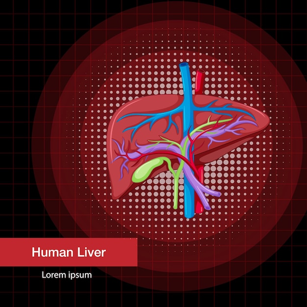 Bezpłatny wektor ludzki narząd wewnętrzny z wątrobą