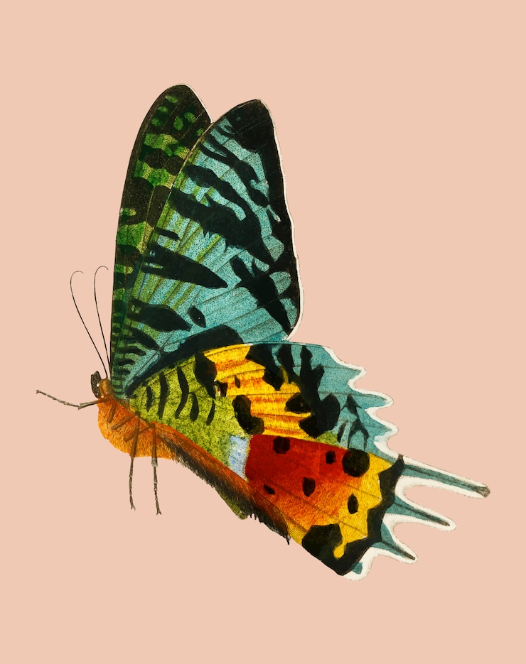 Bezpłatny plik Wektor madagascan sunset moth (urania riphaeus) zilustrowane przez charlesa dessalines d&#39;orbigny (1806-1876).