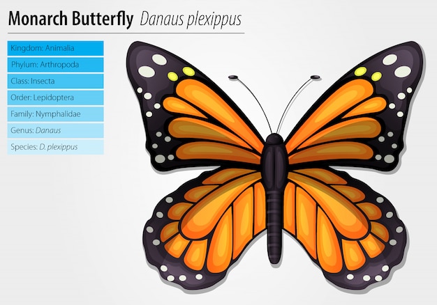 Bezpłatny wektor motyl monarcha