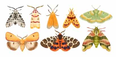 Bezpłatny wektor motyl motyl akwarela ręcznie malowana kolekcja ilustracji