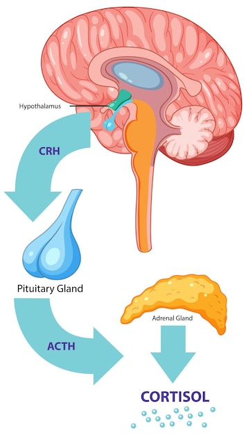 Bezpłatny wektor mózg wytwarza proces kortyzolu