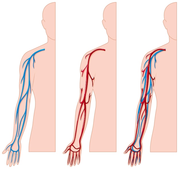 Bezpłatny wektor naczynia krwionośne w ludzkiej dłoni