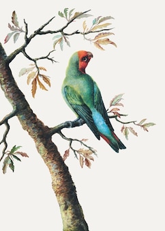 Naklejka z papugą w stylu vintage, wektor ilustracji ptaków, zremiksowana z dzieł george'a edwardsa