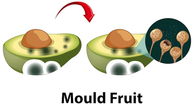 Bezpłatny wektor niejadalne rozłożone awokado z pleśnią