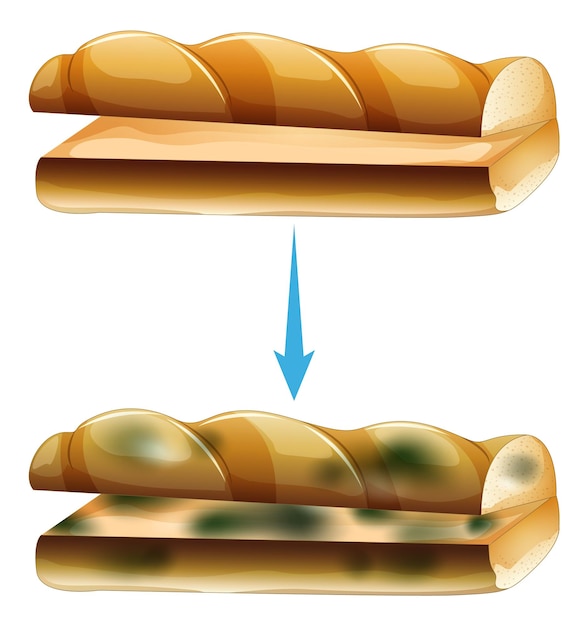 Bezpłatny wektor niejadalny chleb z pleśnią