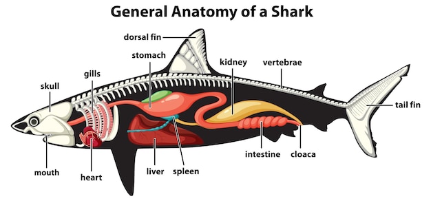 Bezpłatny wektor ogólna anatomia diagramu rekina