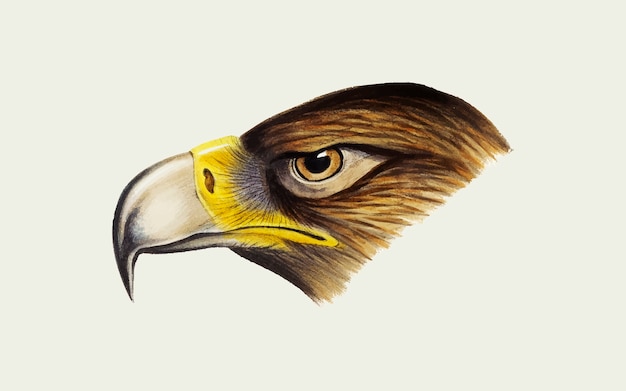 Ogoniasty Eagle Ilustracja