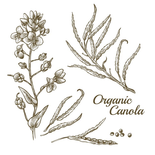 Organicznie canola kwiat z gałęziastą ilustracją