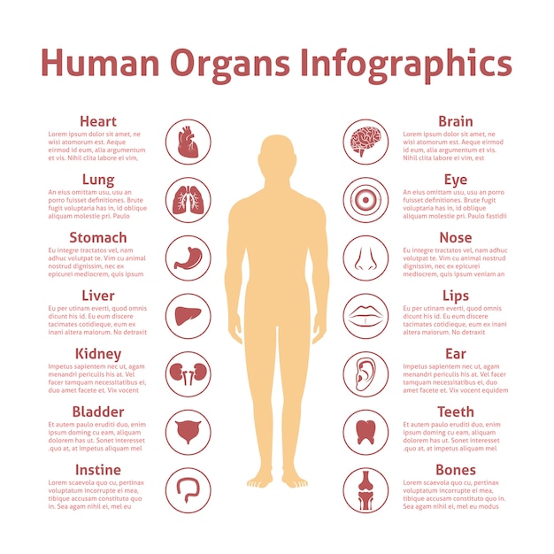 Organy Ludzkie Ikony Z Mężczyzną Rysunek Infografiki Zestaw Ilustracji Wektorowych