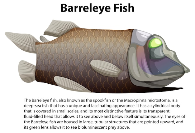 Bezpłatny wektor pacific barreleye fish z tekstem informacyjnym