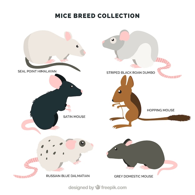 Bezpłatny wektor paczka sześciu ras myszy