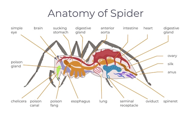 Pająk Owad Płaska Kompozycja Infograficzna Z Anatomicznym Widokiem Pająka Z Podpisami Tekstowymi Wskazującymi Na Ilustrację Wektora Ciała