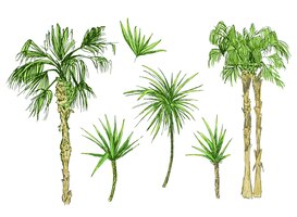 Bezpłatny wektor palmy kokosowe lub palma królowa z liśćmi