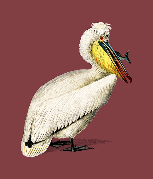 Bezpłatny wektor pelikan (pelecanus) zilustrowany przez charlesa dessalines d orbigny (1806-1876).