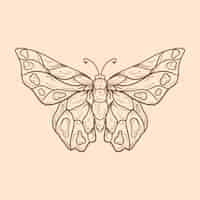Bezpłatny wektor piękna ilustracja kontur motyla