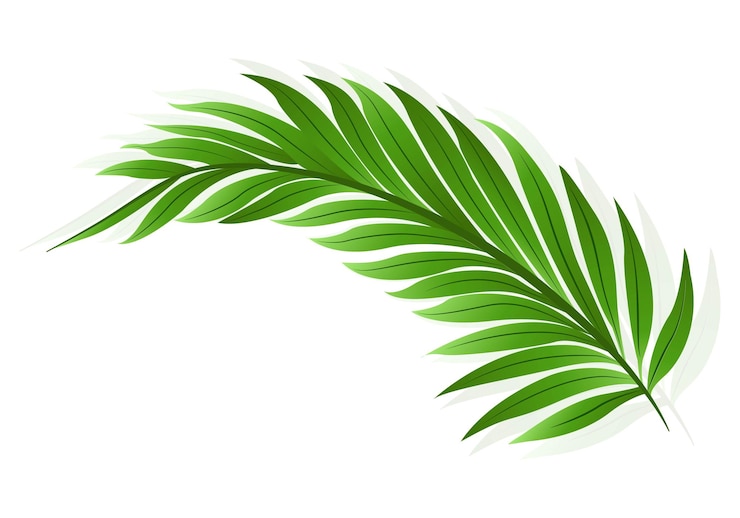 Bezpłatny plik Wektor piękny dekoracyjny zielony liść palmowy ilustracja projektu