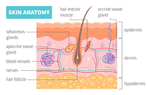 Bezpłatny wektor plakat infografiki anatomii ludzkiej skóry z mieszków włosowych i naczyń płaskich ilustracji wektorowych przekroju poprzecznego