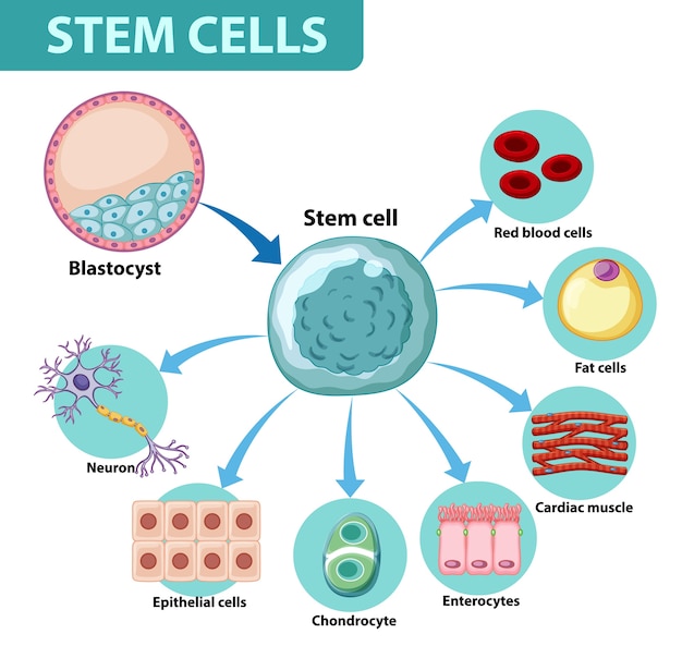 Bezpłatny wektor plakat informacyjny na temat ludzkich komórek