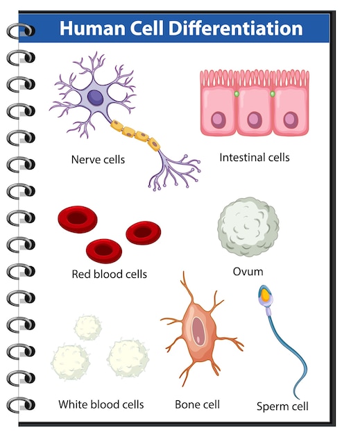Bezpłatny wektor plakat informacyjny o różnicowaniu komórek ludzkich