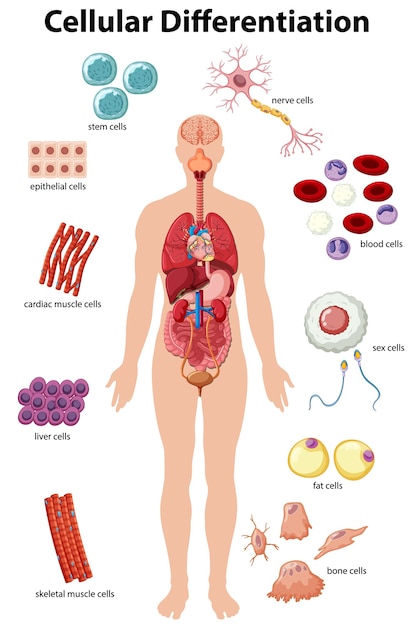 Plakat Informacyjny O Różnicowaniu Komórkowym