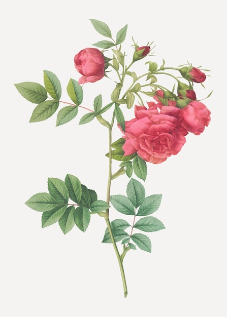 Plakat Róża Rzepa Vintage