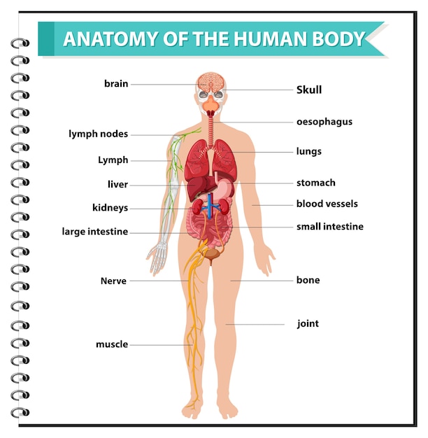 Bezpłatny wektor plansza informacyjna anatomii ludzkiego ciała