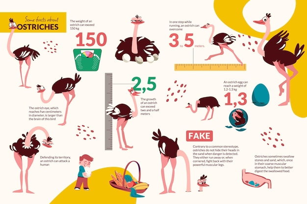 Bezpłatny wektor płaska infografika z faktami o życiu strusi z zabawnymi obrazami ptaków ilustracji wektorowych