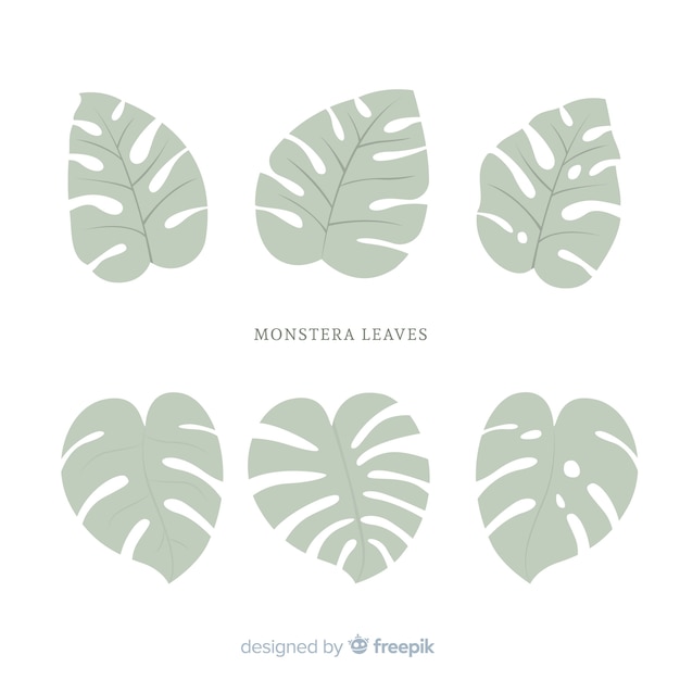 Płaskie Liście Monstera