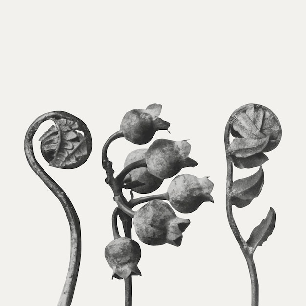 Bezpłatny wektor polypodiaceae aspidieae (polypody) zwinięty liść powiększony 4 razy wektor