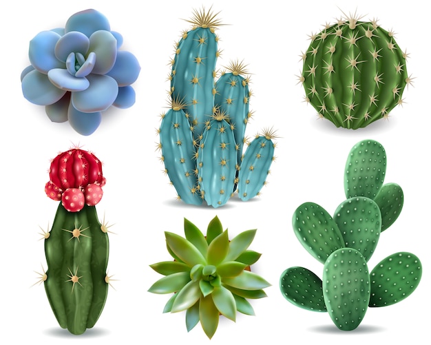 Bezpłatny wektor popularne elementy rośliny domowe i odmiany sukulentów rozety, w tym pin poduszka kaktus realistyczna kolekcja na białym tle wektor zbiory