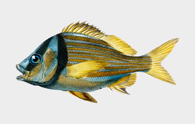 Porkfish (Pristipoma virginianum) zilustrowane przez Charlesa Dessalines D'Orbigny (1806-1876).