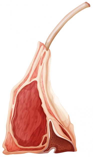 Bezpłatny wektor posiekaj jagnięcinę