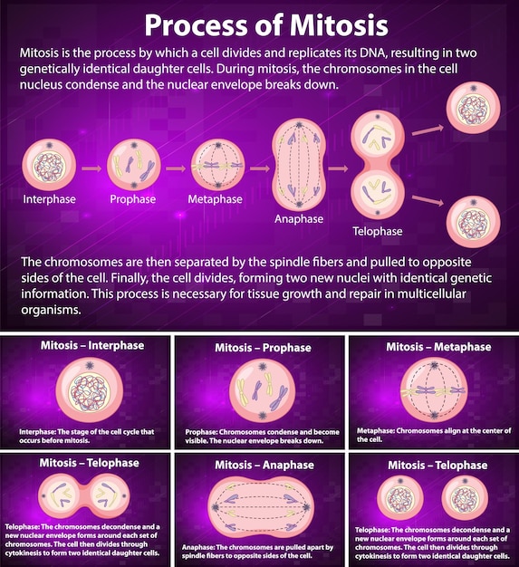 Bezpłatny wektor proces faz mitozy z objaśnieniami
