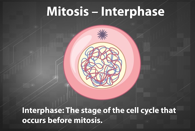 Bezpłatny wektor proces interfazy mitozy z objaśnieniami