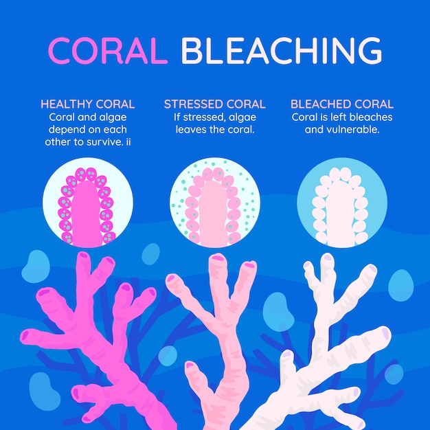 Bezpłatny wektor projekt infografiki o wybielaniu koralowców