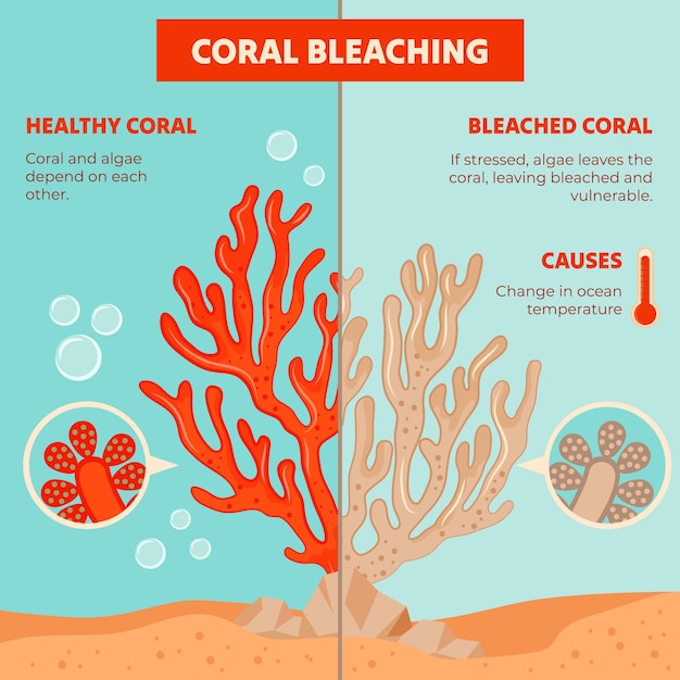 Bezpłatny wektor projekt infografiki o wybielaniu koralowców